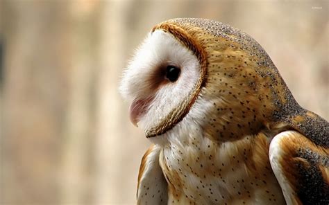 Barn Owl wallpaper - Animal wallpapers - #37237