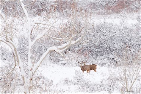 Mule Deer Snow Scene | Jefferson County Open Space, Colorado | Dave ...