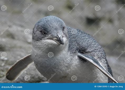 Little Blue Penguin of New Zealand Stock Image - Image of banks, species: 128613593