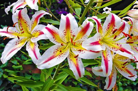 WSMAG.NET | Heavenly Scent — Creating Paradise with Lily Hybrids ...