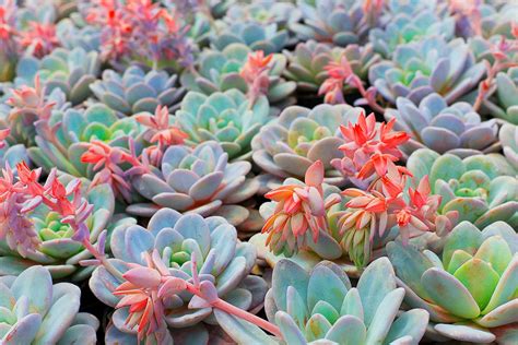 Succulent | Definition, Facts, & Examples | Britannica