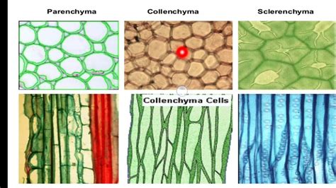 Permanent Plant Tissue Diagram