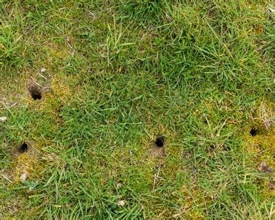 How to Get Rid of Voles | Garden Design