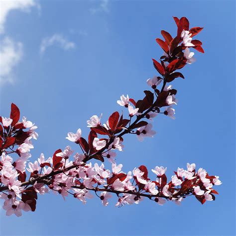 Newport Plum Trees for Sale | BrighterBlooms.com