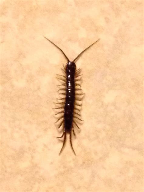 What centipede species is this found on a rural So(uthern) CA(lifornia ...