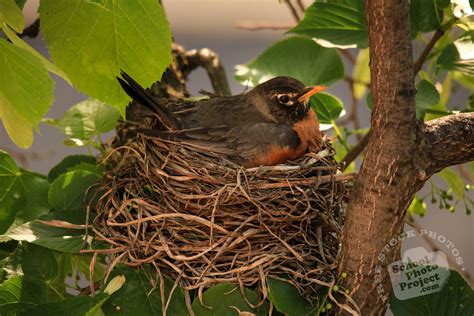 Robin Bird Nest