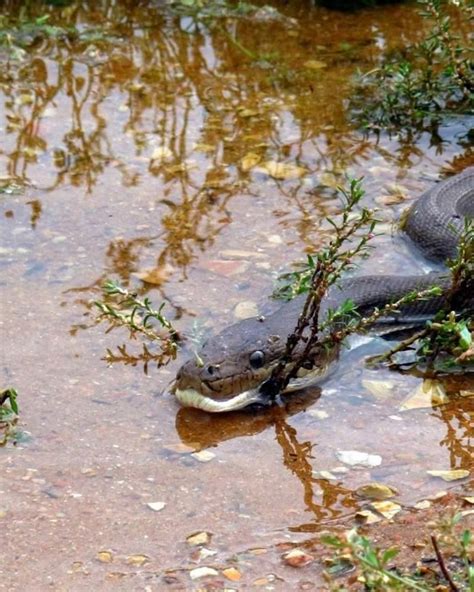 Amazing Animals: Anaconda Eating Crocodile In Australia