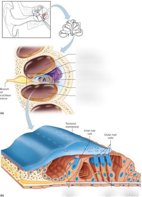 special senses Diagram | Quizlet