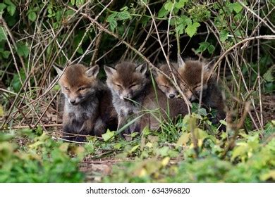 Fox Cubs Stock Photo 634396820 | Shutterstock