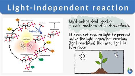 Light-independent reaction - Definition and Examples - Biology Online Dictionary