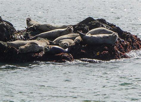 2018 Harbor Seal Pupping Season Winding Down in Marin County (U.S. National Park Service)