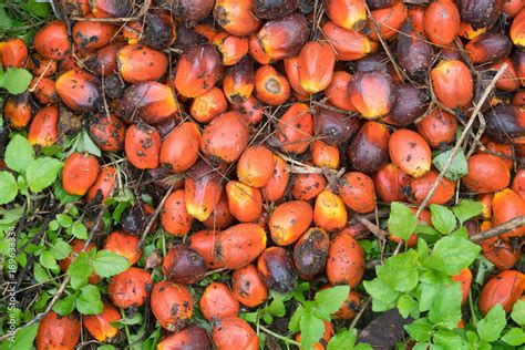 Top view of Palm Oil Fruits on the palm tree at Thailand Stock Photo | Adobe Stock