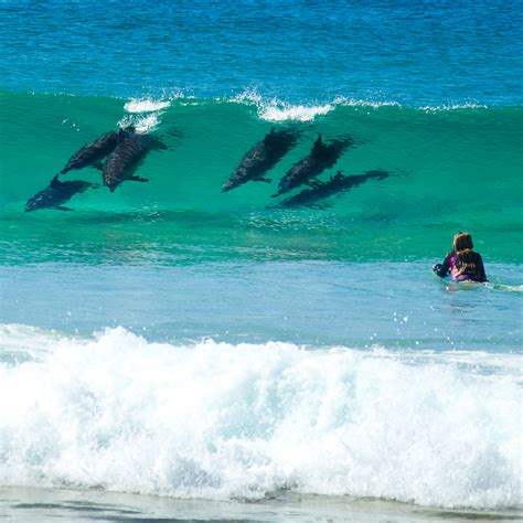 dolphins-swimming-in-waves-at-forster — Forster Grange