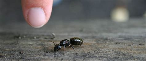 What Do Carpenter Ants Look Like - Katynel