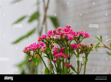 plant known as eleven o'clock in a garden in Rio de Janeiro Stock Photo - Alamy