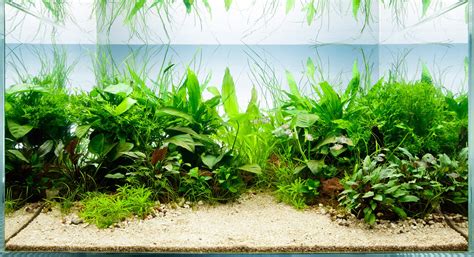 Top 5 Benefits of Aquarium Plants - the fishroom Cheshire