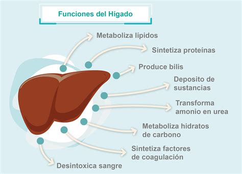 Higado