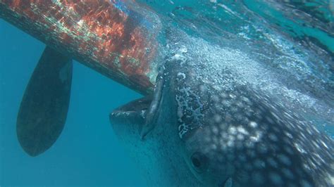 Snorkeling with the Whale Sharks in Oslob Cebu - Planet Action Adventure Tour Services Moalboal ...