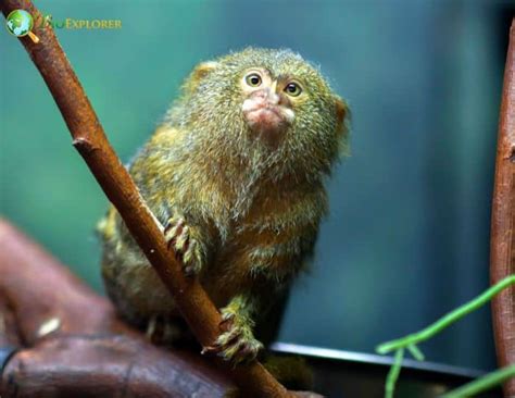 Finger Monkey | Pygmy Marmoset Fun Facts | Cebuella pygmaea