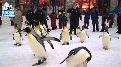 March of the Penguins - World Penguin Day 2013 at Ski Dubai - YouTube