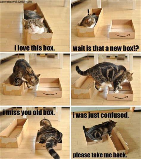 From Kittens To Lions, All Cats Love Cardboard Boxes - 30 Pics