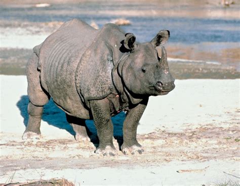 Indian rhinoceros | Description, Population, & Facts | Britannica