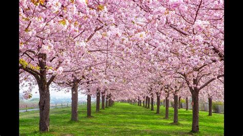 Cherry blossoms around the world | Travel - Hindustan Times