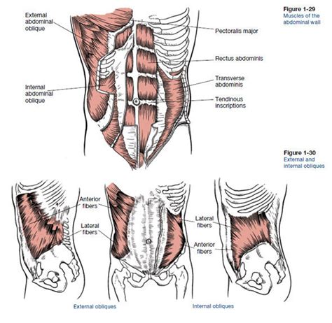 Core Anatomy | Learn About Core Muscles | ACE Blog