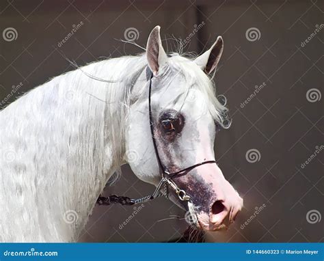 Beautiful White Egyptian Arabian Horse Stock Image - Image of curiosity, arab: 144660323