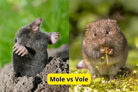 The Difference Between a Mole and a Vole