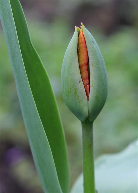 tulip bud by watari-yumiko on DeviantArt