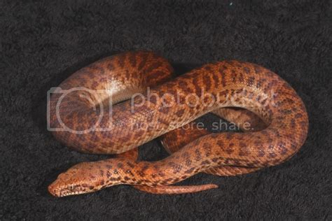 SE England - Pygmy Python Trio for sale | Reptile Forums