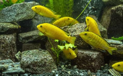 25 Electric Yellow Cichlid Tank Mates - AquariumNexus