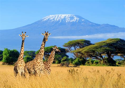 Mount Kilimanjaro - WorldAtlas