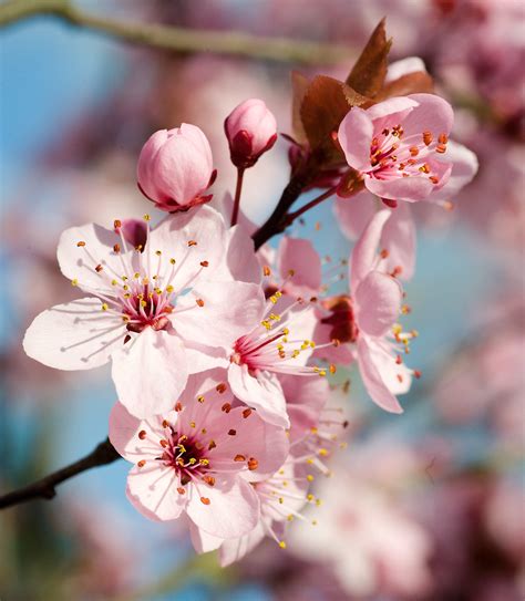 Flowering Plum Tree Images : Double Flowering Plum The Art Of Creating Gardens : Plums should ...