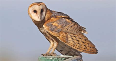 Barn Owl Identification, All About Birds, Cornell Lab of Ornithology