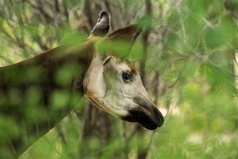 Okapi, Okapia Johnstoni, Brown Rare Forest Giraffe, in the Dark Green Forest Habitat. Big Animal ...