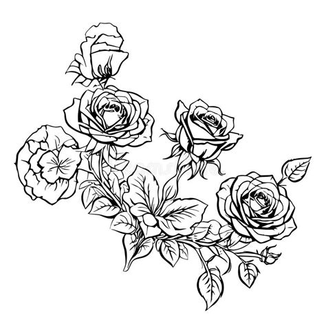 Rose Coloring Page. Stencil Rose Outline, Rose Line Drawing Tattoo Design, Realistic Rose Tattoo ...