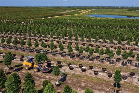 cherry lake tree farm groveland fl - Like The Great Web Log Image Bank