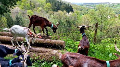 Aveyron Toujours ! Mon énorme coup de cœur pour ce troupeau et ses propriétaires | Animals