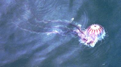 Jellyfish Sting? | Virginia Institute of Marine Science