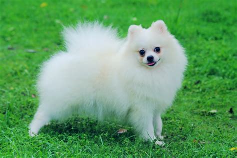 Pomeranian Pictures Photos Pics