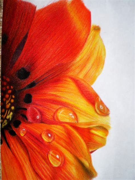 Flower Drawing Colour Pencil