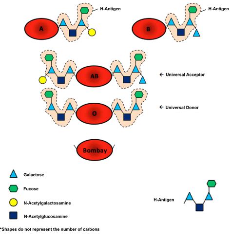 FULL TEXT - Bombay blood phenotype: Laboratory detection and transfusions recommendations ...