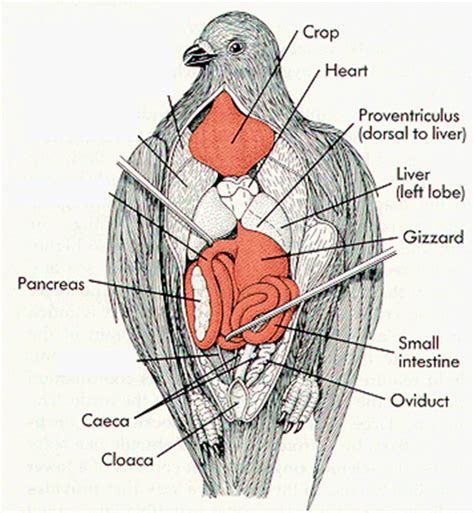 Sistem Ekskresi Burung Merpati ~ Advanced Insight