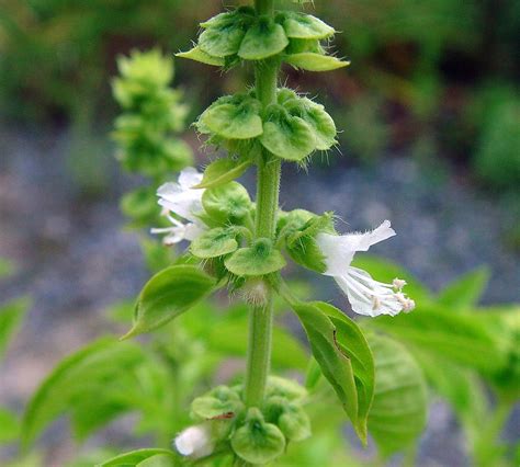 Genus: Ocimum (basil): Go Botany