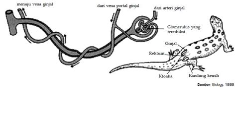 Blog Gue, Jadi Suka-Suka Gue!: Sistem Ekskresi Pada Reptil