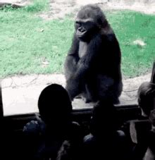 ape | GIF | PrimoGIF