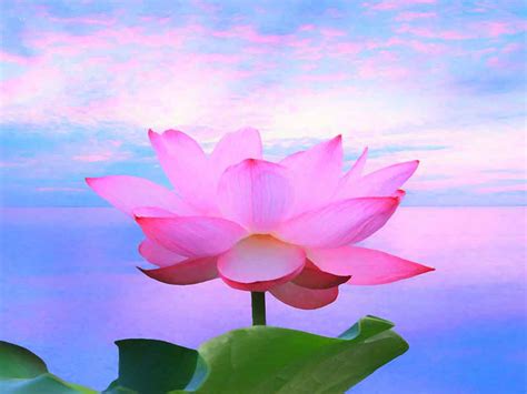 Zen Lotus Flower Pink Wallpapers - Top Free Zen Lotus Flower Pink ...