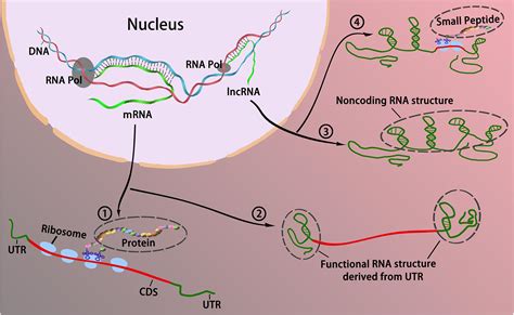 Frontiers | Coding or Noncoding, the Converging Concepts of RNAs